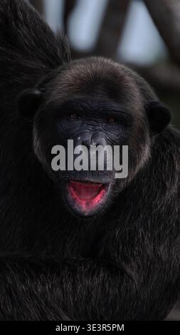 Blick auf das dunkle Fell eines schwarzen Affen im Kontrast zum leuchtenden Rosa seines offenen Mundes, eine auffällige Studie in der Naturpalette, Conkouati, Kongo. Stockfoto