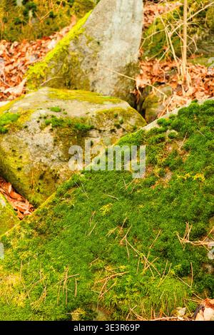Detaillierter Blick auf üppiges grünes Moos, das raue Felsen bedeckt, umgeben von braunen gefallenen Blättern und organischen Waldelementen mit Erdtönen Stockfoto
