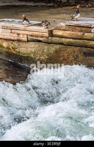 Eisbachwelle, der Pegel des Eisbachs ist heute morgen zeitweilig um einen Meter abgesenkt worden drei Mandarinenten schauen vom Ufer auf das niedrige Wasser des Bachs, München, 24. März 2026 Deutschland, München, 24. März 2026, Eisbachwelle, der Pegel des Eisbachs ist heute Morgen zwischen 8 und 9 Uhr zeitweilig um einen Meter abgesenkt worden, drei Mandarinenten schauen sich vom Ufer die abgesenkte Welle an, die heutige Absenkung des Wasserpegels hat zunächst nichts mit der Reparatur der Eisbachwelle zu tun, sondern der Pegel ist wegen Bauarbeiten weiter unten am Eisbach gesenkt worden, trotz Stockfoto