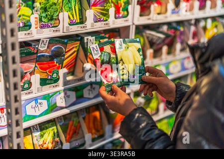 Nahaufnahme einer Person, die im Gartengeschäft Pfeffersamenpackungen auswählt. Schweden. Uppsala. Stockfoto