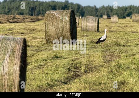 Weißstorch (Ciconia ciconia), der zur goldenen Stunde zwischen großen runden Ballen auf gemähtem Heufeld steht. Stockfoto