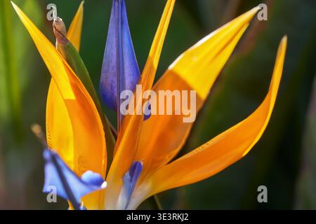 Detail einer Paradiesvogel-Blume (Strelitzia reginae) Stockfoto