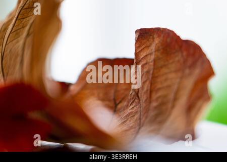 Die komplizierten Adern und die warmen braunen Texturen eines gelockerten, getrockneten Herbstblattes. Stockfoto