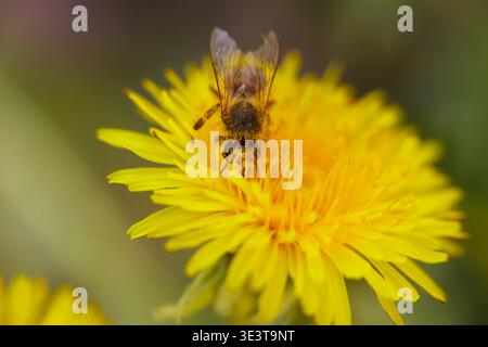 Honigbiene bedeckt mit Pollen und sammelt Nektar auf gelber Löwenzahnblüte. Stockfoto
