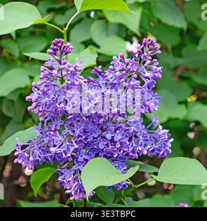 Nahaufnahme der violetten Blütenstände eines Flieders, Syringa vulgaris Stockfoto