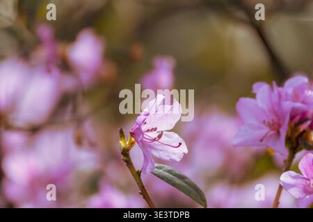 Nahaufnahme rosa Rhododendron-Blüten. Weicher Hintergrund hebt zarte Blüten hervor. Blütenblätter zeigen sanfte rosa Farbtöne. Grünes Blatt und eine Knospe begleiten die Flora Stockfoto