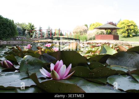 Rosafarbene Seerosen schwimmen auf einem ruhigen Gartenteich mit grünen Lilienpads, dekorativer Brücke und Pavillon in landschaftlich gestalteter Parklandschaft Stockfoto