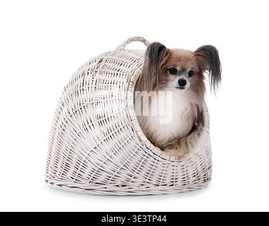 Papillon Hund vor weißem Hintergrund Stockfoto