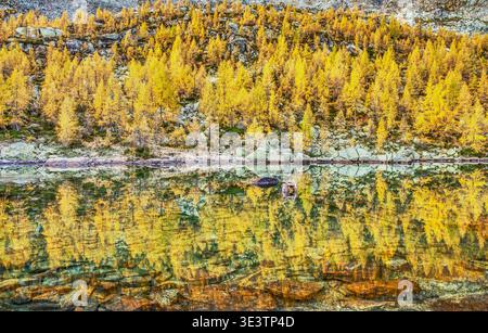Goldene Lärchen spiegeln sich in kristallklaren Bergseen in Laguzzuolo, Campodolcino, Lombardei, Italien, malerische herbstliche Berglandschaft. Stockfoto