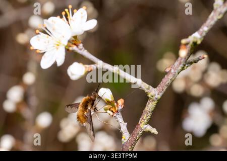 Dunkle Bienenfliege, Bombylius Major, ruht auf den Frühlingsblumen des Schwarzdornsloe-Obstbaums, Prunus spinosa Stockfoto