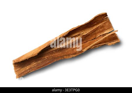 Getrocknete Zimtrinde Stück isolierter weißer Hintergrund, braunes natürliches Holzgewürz mit aromatischem Cassia-Stock und duftender Bio-Rinde, Großansicht Stockfoto