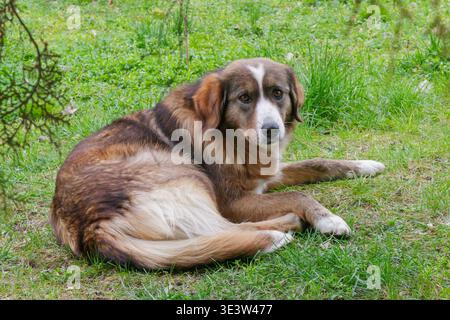 Ein Mischhund, der draußen auf grünem Gras ruht. Die entspannte Pose und der direkte Blick sorgen für einen ruhigen und natürlichen Moment in einer friedlichen Umgebung. Stockfoto