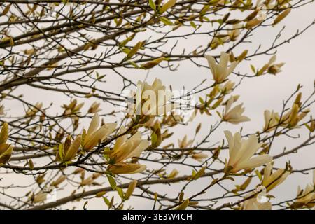 Nahaufnahme der Magnolienblüten auf Ästen im frühen Frühjahr, die vor weichem Himmel gefangen werden und die saisonale Blüte und das natürliche Wachstum darstellen. Stockfoto