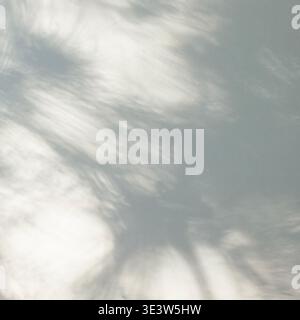 Tropische Palmenschatten auf hellem Hintergrund Stockfoto