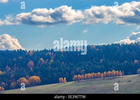 Herbstliche Hügellandschaft mit Laubbäumen in leuchtenden Herbstfarben vor einem Kiefernwald Stockfoto