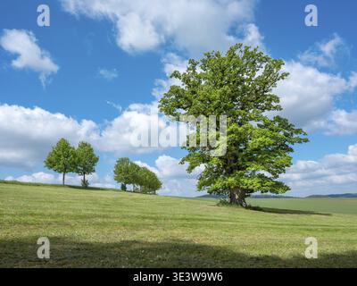 Landschaft im Thüringer Rhoen, Wiese mit alter Rieseneiche (Quercus robur) im Frühjahr unter blauem Himmel mit Cumulus-Wolken, Naturdenkmal Stockfoto