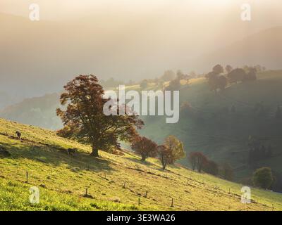 Blick auf die typische Schwarzwaldlandschaft im ersten Morgenlicht, zwei Haflinger Pferde auf grüner Wiese mit alten weidenden Buchen in voller Herbstkulisse Stockfoto