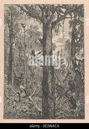 Vintage-Illustration von Ureinwohnern, die Bäume in einem dichten Dschungel klettern. Ein detaillierter Holzstich zeigt Personen, die hohe Bäume mit Seilen und Ästen in einem üppigen tropischen Regenwald erklimmen. Stockfoto