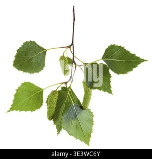 Zweig einer Birke (Betula pendula, Silberbirke, Silberbirke, Europäische Silberbirke) mit grünen Blättern und Katzetten auf weißem Hintergrund Stockfoto
