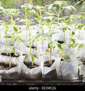 Grüne Setzlinge der Tomatenpflanze in Kunststoffkisten im Gewächshaus Stockfoto