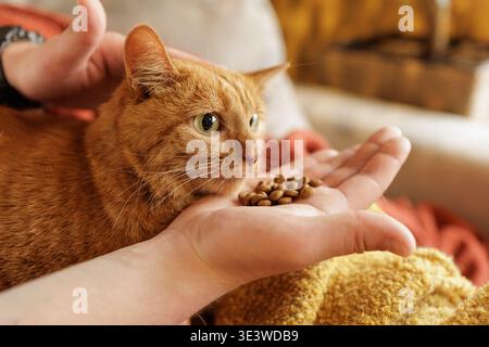 Nahaufnahme einer Ingwerkatze, die Trockenfutter von der Hand des Besitzers im Haus isst. Ideal für die Werbung für Tierfutter und die Produktförderung für Tierpflegeprodukte. Stockfoto