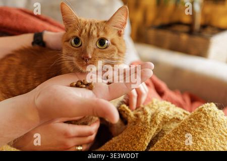 Nahaufnahme einer Ingwerkatze, die Trockenfutter von der Hand des Besitzers im Haus isst. Ideal für die Werbung für Tierfutter und die Serviceaktion für Haustierpflege. Stockfoto