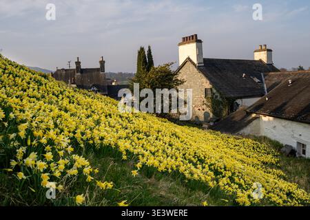 Teppich mit wilden Narzissen, die an traditionellen Steinhäusern im Dorf Hawkshead, Lake District, im Frühjahr 2026 vorbeiziehen Stockfoto