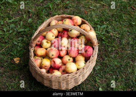 Ein Korbkorb mit frisch gepflückten roten und gelben Äpfeln liegt auf üppig grünem Gras. Die Äpfel haben ein natürliches und rustikales Aussehen, perfekt für sie Stockfoto