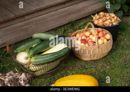 Eine Sammlung von frischem Gartengemüse und Obst, einschließlich Zucchini, Zwiebeln, Knoblauch und Äpfeln, ausgestellt in rustikalen Körben und einem Eimer, auf einem g Stockfoto