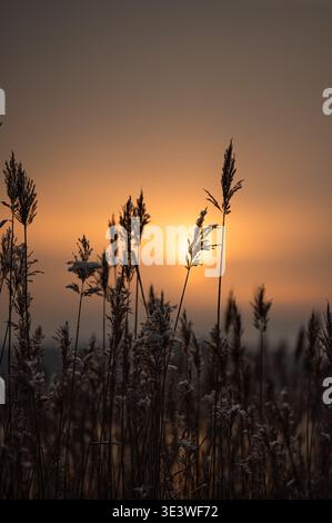 Atemberaubender Sonnenuntergang über einem Grasfeld in Lettland, Silhouetten, die durch das warme Leuchten hervorgehoben werden. Fängt die ruhige Schönheit und Ruhe einer baltischen La ein Stockfoto