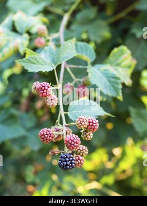 Blick auf Brombeeren an Zweigen in der Sommersaison in der russischen Region Krasnodar Stockfoto