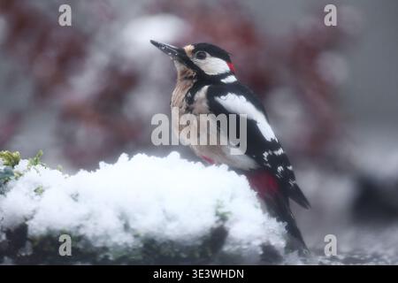 Ein großer Fleckenspecht, der auf einem schneebedeckten Zweig thront und sein markantes Gefieder zeigt. Die Szene fängt das Wesen der Wintertierwelt im Spa ein Stockfoto