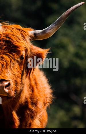 Nahaufnahme einer Highland-Kuh mit ihren charakteristischen langen Hörnern und dem zotteligen rötlichen Fell vor einem üppig grünen, verschwommenen Hintergrund. Ikonisches Symbol von S Stockfoto