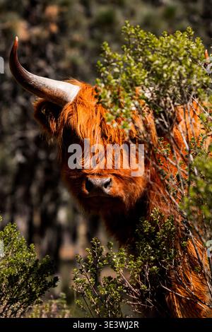 Eine Highland-Kuh weidet inmitten üppiger, grüner Blätter in Schottland. Die charakteristischen langen Hörner und das zottelrote Fell werden von der ländlichen Landschaft, Embodyi, eingerahmt Stockfoto