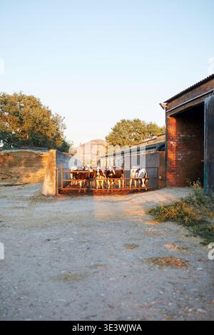 Eine Gruppe von Kühen steht in einem umzäunten Bereich auf einem Bauernhof, beleuchtet vom warmen Glanz der untergehenden Sonne. Rustikale Gebäude und üppige Bäume runden die Ruhe ab Stockfoto