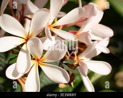 Zarte rosafarbene Frangipani-Blüten sonnen sich in sanftem Sonnenlicht. Blütenblätter krümmen sich zart um goldene Zentren. Duftende Blumen hängen dicht, üppig und ruhig. Dapp Stockfoto