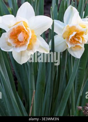 Frische gelbe und weiße Narzissen Blumen Nahaufnahme Makro. Wunderschöne Narzissen blüht im Frühlingsgarten Stockfoto