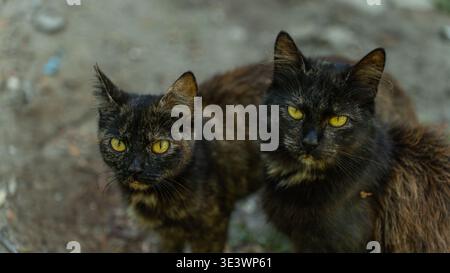 Schildpatt Kurzhaarkatze. Haustier Stockfoto