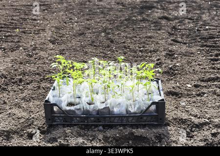 Behälter mit grünen Setzlingen der Tomatenpflanze im Garten Stockfoto