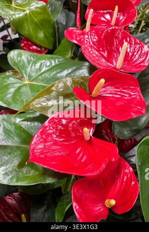 Nahaufnahme von leuchtenden roten Anthuriumblüten und glänzenden tropischen Blättern. Perfekt für florale Hintergründe und Gartenprojekte. Stockfoto