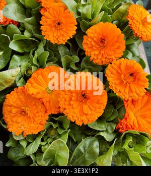 Nahaufnahme von hellorangen Ringelblumen mit Doppelblättern und grünen Blättern. Naturkulisse. Stockfoto