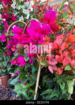 Nahaufnahme der blühenden Fuchsia und Orangenbougainvillea in einem sonnigen Garten. Stockfoto