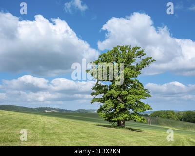 Landschaft im Thüringer Rhoen, Wiese mit alter Rieseneiche (Quercus robur) im Frühjahr unter blauem Himmel mit Cumulus-Wolken, Naturdenkmal Stockfoto