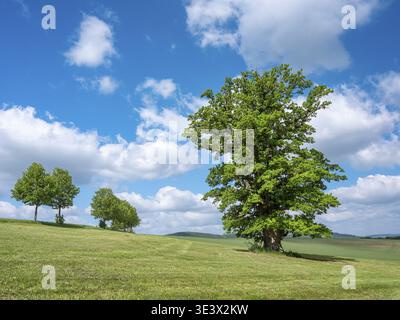 Landschaft im Thüringer Rhoen, Wiese mit alter Rieseneiche (Quercus robur) im Frühjahr unter blauem Himmel mit Cumulus-Wolken, Naturdenkmal Stockfoto
