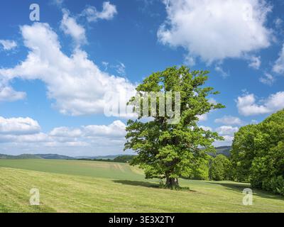 Landschaft im Thüringer Rhoen, Wiese mit alter Rieseneiche (Quercus robur) im Frühjahr unter blauem Himmel mit Cumulus-Wolken, Naturdenkmal Stockfoto