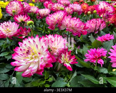 Wunderschöne Dahlien, die in einer Pflanzenzüchterei wachsen. Perfekt für Blumen- und botanische Themen. Eine Gartenidee. Stockfoto