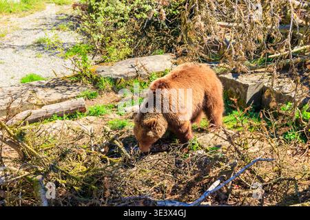Bär in der Bärengrube in Bern, Schweiz. Bär ist ein Symbol der Stadt Bern Stockfoto