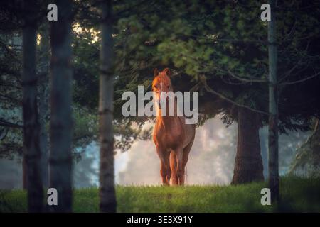 Kastanienpferd Steht Unter Kiefern Im Nebligen Morgenlicht Auf Der Üppigen Wiese Stockfoto
