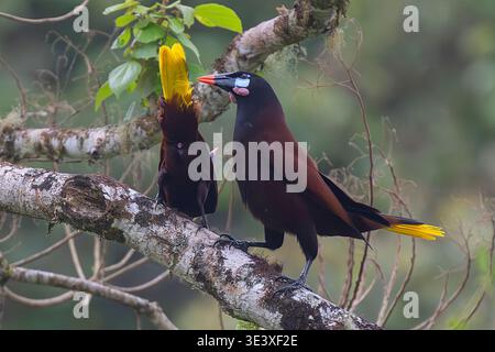 Weibliche Montezuma Oropendola (Psarocolius montezuma) ermutigt den Mann zur Paarung und zeigt Cloaca, Costa Rica Stockfoto