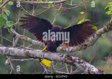 Ein Paar Montezuma Oropendolas (Psarocolius montezuma) paart sich im Wald, Costa Rica Stockfoto